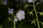 Fernleaf phacelia