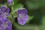 Fernleaf phacelia