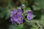 Fernleaf phacelia