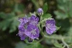 Fernleaf phacelia