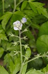 Fernleaf phacelia