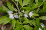 Fernleaf phacelia