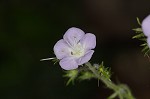 Fernleaf phacelia