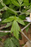 Fernleaf phacelia