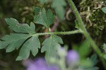 Fernleaf phacelia