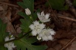 Fringed phacelia