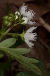 Fringed phacelia