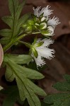 Fringed phacelia