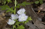 Fringed phacelia