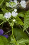 Fringed phacelia