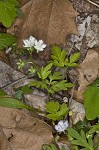 Fringed phacelia