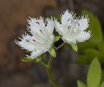 Fringed phacelia