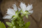 Fringed phacelia