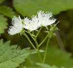 Fringed phacelia