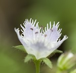 Fringed phacelia