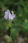 Spotted phacelia