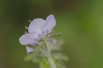 Spotted phacelia