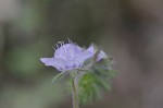 Spotted phacelia