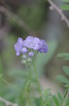 Spotted phacelia