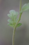 Spotted phacelia