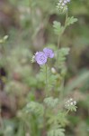 Spotted phacelia