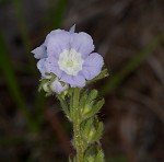 Prairie phacelia