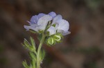 Prairie phacelia