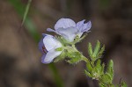 Prairie phacelia