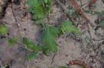 Prairie phacelia