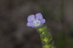 Prairie phacelia