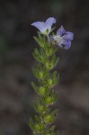 Prairie phacelia