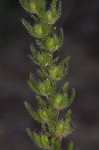 Prairie phacelia