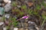 Piedmont flameflower