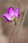 Piedmont flameflower