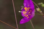 Piedmont flameflower