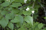 Streambank mockorange