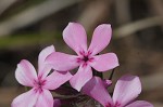 Hairy phlox