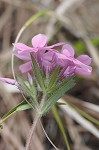 Hairy phlox