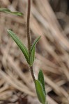 Hairy phlox