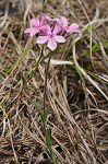 Hairy phlox