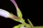 Largeleaf phlox