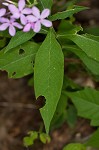 Largeleaf phlox