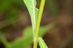 Largeleaf phlox