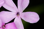 Largeleaf phlox