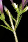 Largeleaf phlox