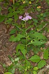 Largeleaf phlox