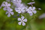 Wild blue phlox