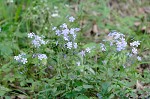 Wild blue phlox