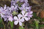 Wild blue phlox