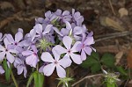 Wild blue phlox